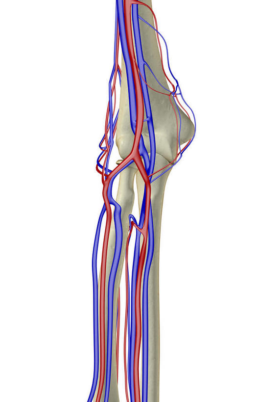 骨骼,无人,竖图,x光片,室内,白天,白色背景,正面,数码,科技,阴影,辐射,科学,网络,医学,骨头,高光,几何,计算机图形,合成,皮肤,电脑合成图,数码合成图,骨架,医疗,科学技术,x射线,x光,写实,具体,具象,肱骨,尺动脉,肱静脉,桡动脉,桡静脉,肘静脉,肱动脉,手臂,半身,彩图,电磁波,电磁辐射