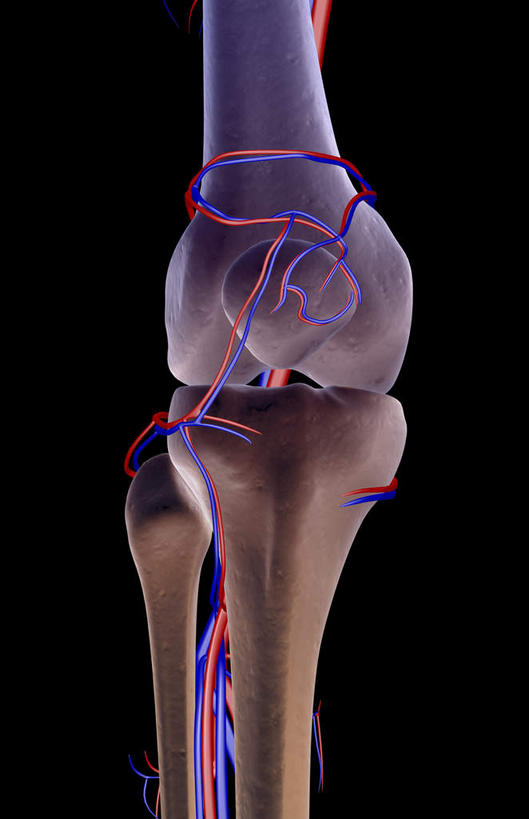 膝关节,骨骼,无人,竖图,x光片,室内,白天,正面,数码,科技,阴影,黑色背景,辐射,科学,网络,医学,骨头,高光,几何,计算机图形,合成,皮肤,电脑合成图,数码合成图,骨架,医疗,科学技术,x射线,x光,写实,具体,具象,腘动脉,腘静脉,半身,彩图,电磁波,电磁辐射