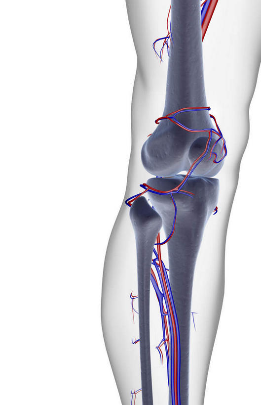 膝盖,骨骼,无人,竖图,x光片,室内,白天,白色背景,正面,数码,科技,阴影,辐射,科学,网络,医学,骨头,高光,几何,计算机图形,合成,皮肤,电脑合成图,数码合成图,骨架,医疗,科学技术,x射线,x光,写实,具体,具象,胫前静脉,半身,彩图,电磁波,电磁辐射