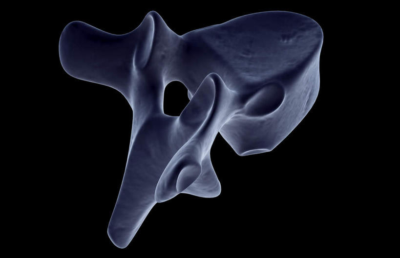 脊髓,骨骼,无人,横图,x光片,室内,白天,正面,数码,科技,阴影,黑色背景,辐射,科学,网络,医学,骨头,高光,几何,计算机图形,合成,电脑合成图,数码合成图,骨架,医疗,科学技术,x射线,x光,写实,具体,具象,腰椎,横突,脊柱,彩图,电磁波,电磁辐射