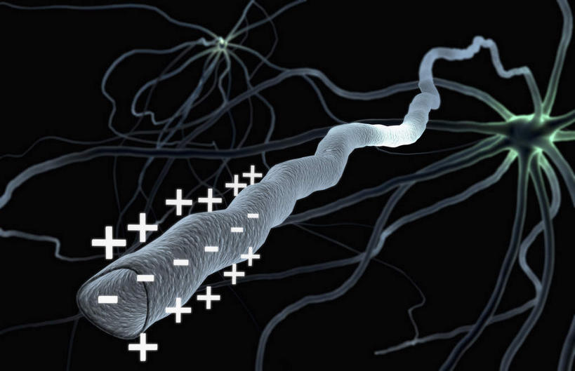 神经,无人,横图,插画,室内,特写,白天,正面,数码,科技,静物,一排,许多,阴影,红色背景,微小,整齐,网络,细菌,符号,细胞,高光,几何,计算机图形,合成,图画,画,排列,白色,动物,人体,电脑合成图,数码合成图,队列,漫画,病菌,写实,具体,具象,传染,寄生,寄生虫,神经细胞,绦虫,轴突,彩图,神经系统,微弱