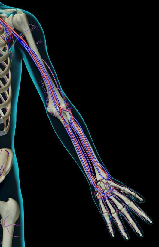 动脉,静脉,骨骼,无人,竖图,室内,白天,正面,数码,科技,静物,阴影,黑色背景,网络,医学,骨头,高光,几何,计算机图形,合成,模型,人体,电脑合成图,数码合成图,骨架,生物学,生理学,写实,具体,具象,尺动脉,肱静脉,桡动脉,桡静脉,肘静脉,半身,彩图
