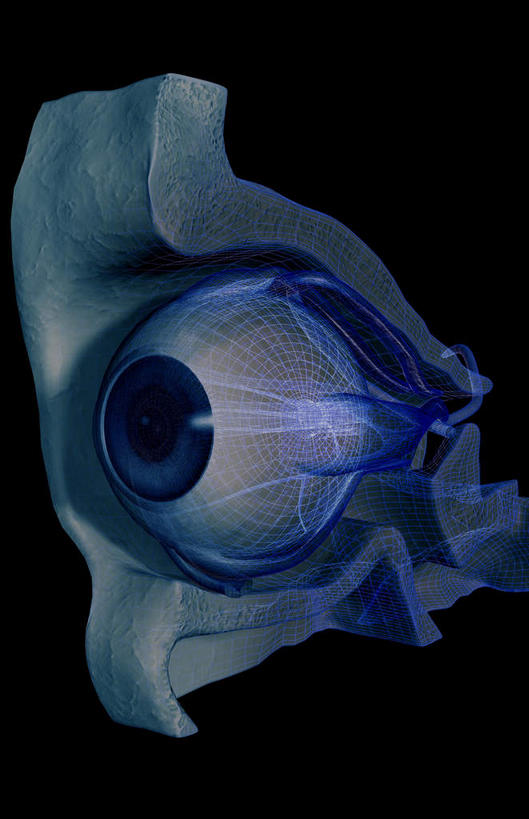 眼睛,动脉,静脉,肌肉,无人,竖图,室内,特写,白天,正面,数码,科技,静物,瞳孔,阴影,黑色背景,局部,网络,医学,高光,几何,计算机图形,合成,模型,人体,眼部,部分,电脑合成图,数码合成图,生物学,视网膜,眼球,器官,生理学,写实,具体,具象,巩膜,角膜,视觉器官,眼房,眼球壁,外直肌,眼,彩图