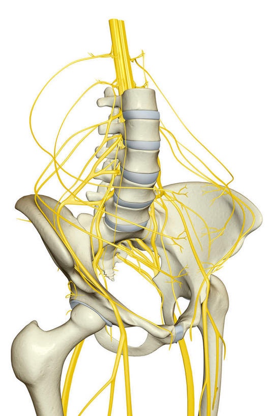 神经,动脉,静脉,骨骼,脊椎,无人,竖图,插画,室内,特写,白天,白色背景,正面,数码,科技,静物,阴影,网络,医学,骨头,高光,几何,计算机图形,合成,图画,画,模型,人体,电脑合成图,数码合成图,骨架,生物学,漫画,生理学,写实,具体,具象,骶骨,髋骨,尾骨,腰骨,骶丛,腰丛,股神经,坐骨神经,彩图