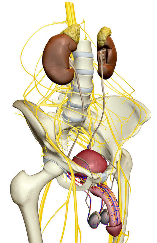 内脏,肾脏,动脉,静脉,骨盆,膀胱,阴茎,无人,竖图,插画,室内,特写,白天,白色背景,正面,数码,科技,静物,阴影,网络,医学,高光,几何,计算机图形,合成,图画,画,红色,模型,人体,电脑合成图,数码合成图,生物学,人体器官,器官,漫画,泌尿系统,输尿管,生理学,写实,具体,具象,肾上腺,骶丛,腰丛,彩图