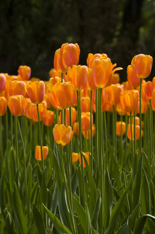 无人,植物园,竖图,俯视,室外,特写,白天,爱情,美景,郁金香,叶子,北京,中国,亚洲,许多,阴影,朦胧,模糊,研究,盛开,光线,影子,景观,绿叶,首都,很多,教育,祝福,花蕾,花,花瓣,花朵,鲜花,绿色,阳光,自然,花苞,花蕊,橙色,嫩叶,景色,展览,表白,调查,保存,欣赏,自然风光,荣誉,采集,陈列,东亚,海淀区,中华人民共和国,北京市,京,北平,华北地区,永恒,鉴定,典藏,叶,叶片,郁香,洋荷花,草麝香,彩图,高角度拍摄,北京植物园