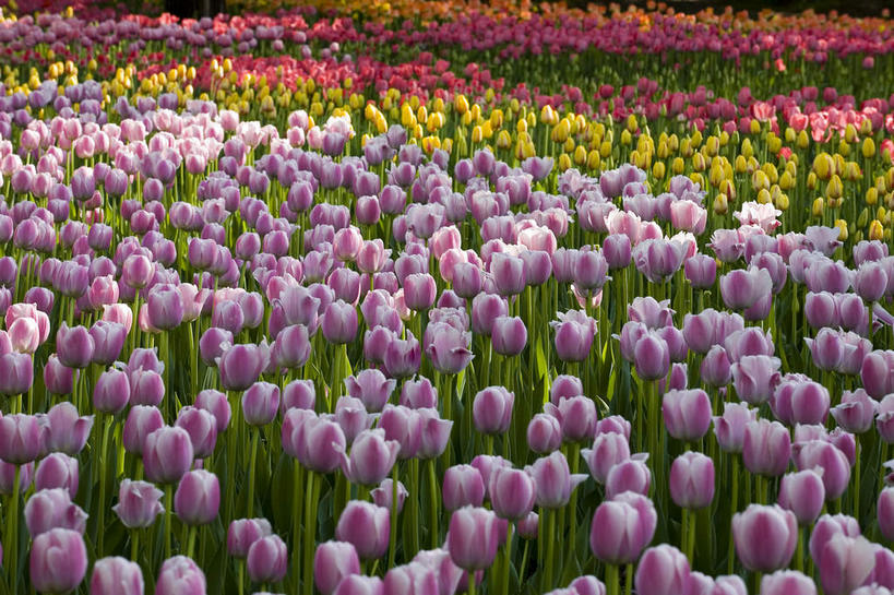 无人,植物园,横图,俯视,室外,特写,白天,爱情,美景,郁金香,北京,中国,亚洲,许多,阴影,朦胧,模糊,研究,盛开,光线,影子,景观,首都,很多,教育,祝福,花蕾,花,花瓣,花朵,鲜花,阳光,自然,花苞,花蕊,景色,展览,表白,调查,保存,欣赏,自然风光,荣誉,采集,陈列,东亚,海淀区,中华人民共和国,北京市,京,北平,华北地区,永恒,鉴定,典藏,郁香,洋荷花,草麝香,彩图,高角度拍摄,北京植物园