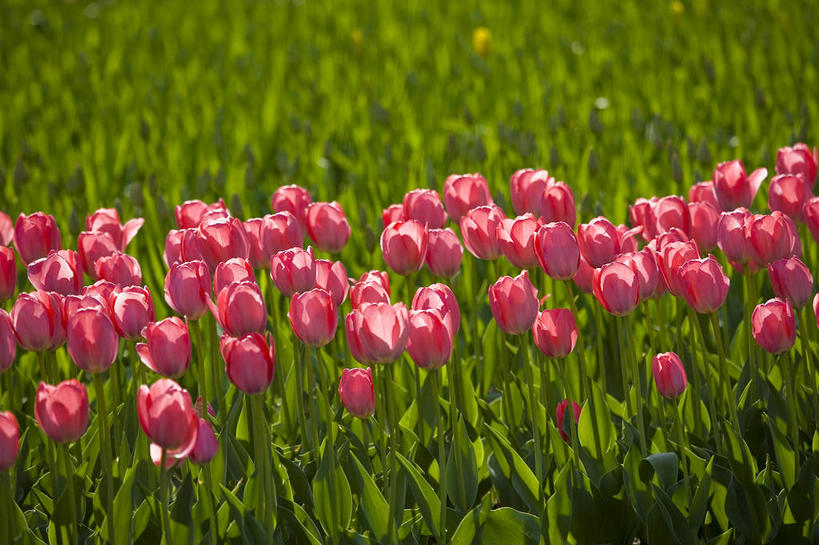 无人,植物园,横图,俯视,室外,特写,白天,爱情,美景,郁金香,北京,中国,亚洲,许多,阴影,朦胧,模糊,研究,盛开,光线,影子,景观,首都,很多,教育,祝福,花蕾,花,花瓣,花朵,鲜花,粉色,阳光,自然,花苞,花蕊,景色,展览,表白,调查,保存,欣赏,自然风光,荣誉,采集,陈列,东亚,海淀区,中华人民共和国,北京市,京,北平,华北地区,永恒,鉴定,典藏,郁香,洋荷花,草麝香,彩图,高角度拍摄,北京植物园