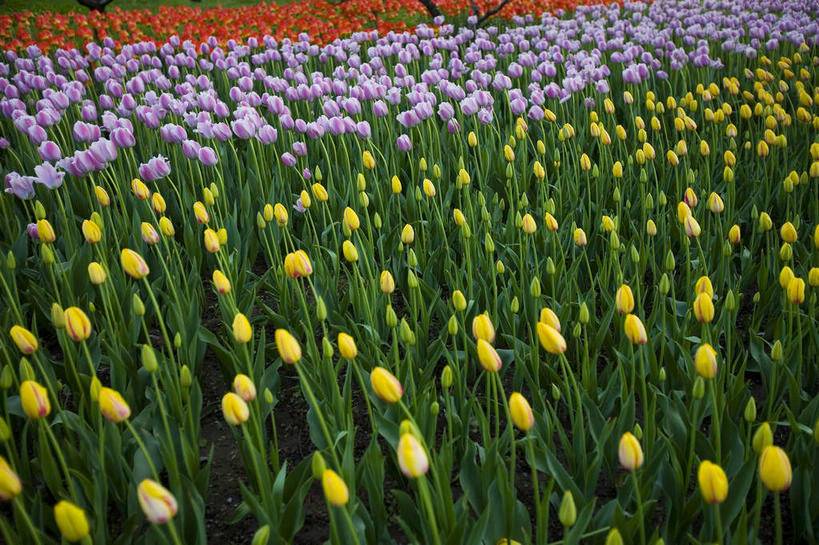无人,植物园,横图,俯视,室外,白天,爱情,美景,郁金香,叶子,北京,中国,亚洲,许多,阴影,研究,盛开,光线,影子,景观,绿叶,首都,很多,教育,祝福,花蕾,花,花瓣,花朵,鲜花,黄色,红色,绿色,紫色,阳光,自然,花苞,花蕊,嫩叶,景色,展览,表白,调查,保存,欣赏,自然风光,荣誉,采集,陈列,东亚,海淀区,中华人民共和国,北京市,京,北平,华北地区,永恒,鉴定,典藏,叶,叶片,郁香,洋荷花,草麝香,彩图,高角度拍摄,北京植物园