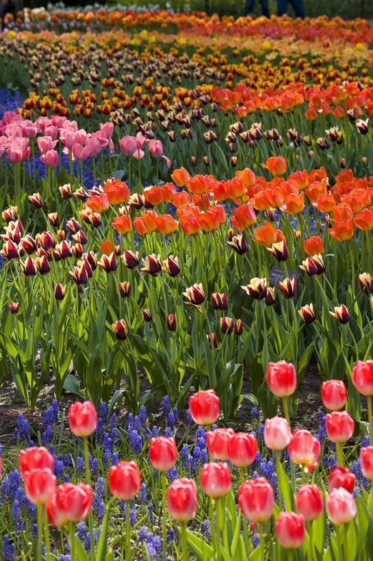 无人,植物园,竖图,俯视,室外,白天,爱情,花海,花圃,美景,植物,郁金香,叶子,北京,中国,亚洲,许多,阴影,朦胧,模糊,研究,盛开,光线,影子,景观,绿叶,首都,很多,教育,祝福,花蕾,花,花瓣,花朵,花卉,鲜花,粉色,红色,绿色,紫色,阳光,自然,花丛,花束,花田,花苞,花蕊,橙色,嫩叶,景色,展览,表白,调查,保存,欣赏,自然风光,荣誉,采集,陈列,东亚,海淀区,中华人民共和国,北京市,京,北平,华北地区,永恒,鉴定,典藏,叶,叶片,郁香,洋荷花,草麝香,彩图,高角度拍摄,北京植物园