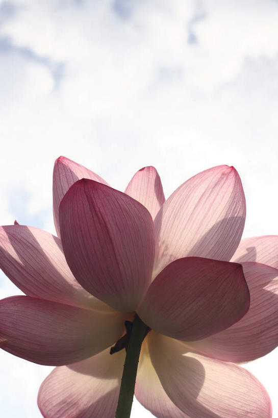 无人,竖图,室外,特写,白天,仰视,爱情,幸福,纯洁,美景,植物,莲花,静物,叶子,阴影,观赏,盛开,反射,影子,景观,云,云朵,粉红色,茎,粉红,浪漫,花蕾,云彩,花,花瓣,花朵,花卉,鲜花,一朵,粉色,白云,自然,花束,花苞,花蕊,健康,景色,可爱,活泼,青春,满足,甜美,富贵,神圣,时髦,欣赏,自然风光,温柔,纯真,纯净,六月花神,正直,荷花,六月春,藕花,水芙蓉,彩图,低角度拍摄