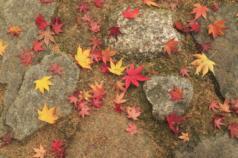 无人,横图,俯视,室外,白天,旅游,度假,石头,美景,叶子,一堆,许多,堆叠,堆积,石子,景观,泥土,土壤,枫叶,枯叶,落叶,娱乐,黄色,红色,自然,享受,休闲,景色,放松,枫树叶,堆,自然风光,叶,叶片,石块,岩石,彩图,高角度拍摄