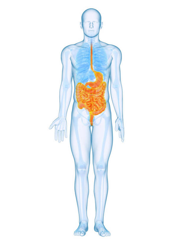 肠,十二指肠,一个人,无人,站,竖图,插画,室内,白天,白色背景,正面,数码,科技,仅一个男性,仅一个人,阴影,网络,高光,几何,计算机图形,合成,图画,画,仅一个年轻男性,黄色,蓝色,站着,电脑合成图,数码合成图,张开五指,合成图,漫画,写实,具体,具象,消化道,吸收,消化管,消化,排泄,摄取,男人,男性,年轻男性,大肠,盲肠,小肠,直肠,站立,彩图,全身,消化腺,转运,五指张开,消化系统
