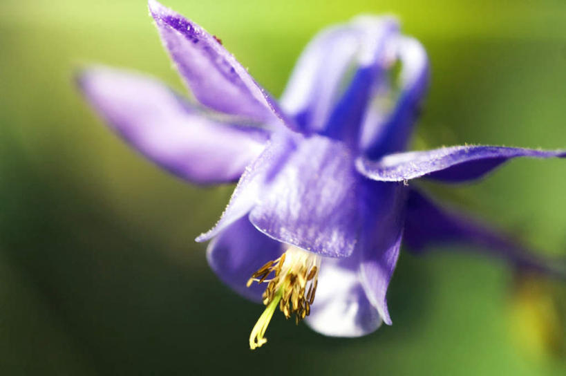 无人,横图,室外,特写,白天,正面,植物,朦胧,模糊,盛开,花,花瓣,花朵,花卉,鲜花,一朵,紫色,花蕊,耧斗菜,彩图