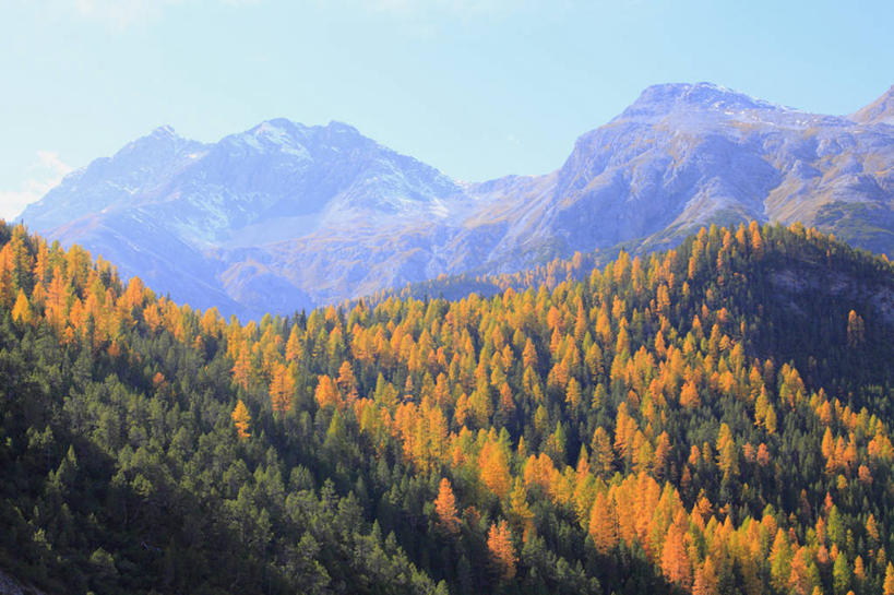 无人,横图,室外,白天,正面,旅游,度假,美景,秋季,森林,山,山脉,树林,植物,松树,叶子,瑞士,欧洲,阴影,光线,影子,景观,山峰,枯叶,落叶,山峦,娱乐,树,树木,蓝色,绿色,蓝天,天空,阳光,自然,群山,天,享受,休闲,景色,放松,生长,晴朗,成长,自然风光,坚定,中欧,万里无云,落叶松,长寿,瑞士联邦,贞洁,叶,叶片,晴空,晴空万里,秋,秋天,彩图,黄花松
