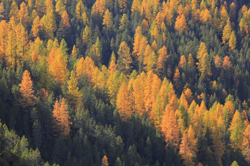 无人,横图,俯视,航拍,室外,白天,旅游,度假,美景,秋季,森林,山,山脉,树林,植物,松树,叶子,瑞士,欧洲,景观,山峰,枯叶,落叶,山峦,娱乐,树,树木,绿色,自然,群山,享受,休闲,景色,放松,生长,成长,鸟瞰,自然风光,坚定,中欧,落叶松,长寿,瑞士联邦,贞洁,叶,叶片,秋,秋天,彩图,高角度拍摄,黄花松
