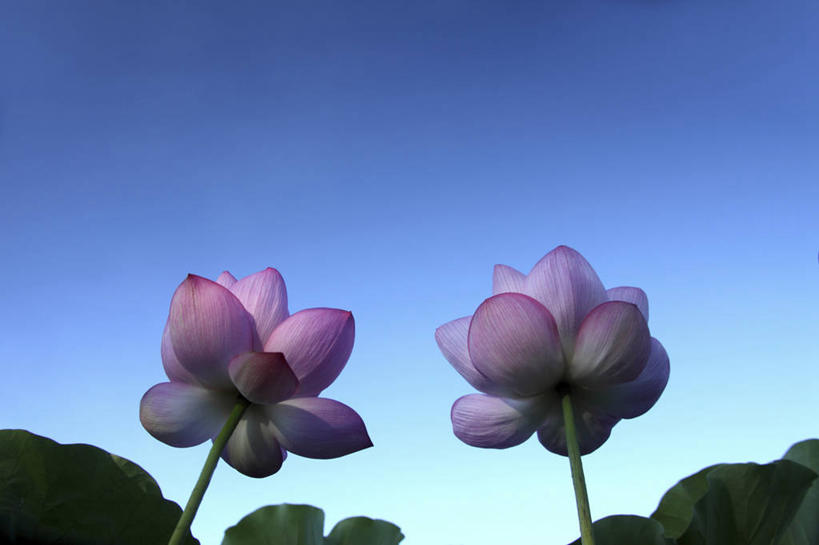 无人,横图,室外,白天,仰视,旅游,度假,纯洁,美景,莲花,叶子,日本,亚洲,阴影,盛开,光线,影子,景观,荷叶,花蕾,娱乐,花,花瓣,花朵,鲜花,蓝色,蓝天,天空,阳光,自然,天,花苞,花蕊,享受,休闲,景色,放松,晴朗,富贵,神圣,自然风光,东亚,纯净,万里无云,日本国,莲叶,六月花神,正直,鞭蕖,鞭蓉,芙蕖,菡萏,荷花,六月春,藕花,水旦,水芙蓉,水华,水芸,溪客,叶,叶片,晴空,晴空万里,彩图,低角度拍摄