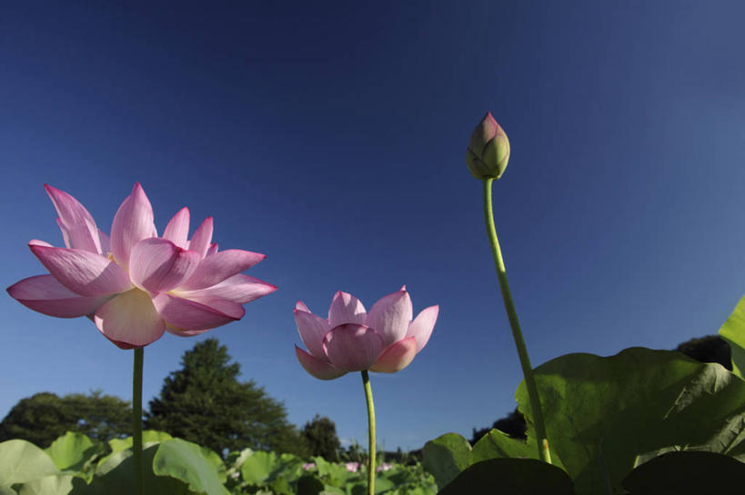 无人,横图,室外,白天,仰视,旅游,度假,纯洁,美景,树林,植物,莲花,叶子,日本,亚洲,阴影,盛开,光线,影子,景观,荷叶,花蕾,娱乐,花,花瓣,花朵,鲜花,树,树木,蓝色,绿色,蓝天,天空,阳光,自然,天,花苞,花蕊,享受,休闲,景色,放松,生长,晴朗,成长,富贵,神圣,自然风光,东亚,纯净,万里无云,日本国,莲叶,六月花神,正直,鞭蕖,鞭蓉,芙蕖,菡萏,荷花,六月春,藕花,水旦,水芙蓉,水华,水芸,溪客,叶,叶片,晴空,晴空万里,彩图,低角度拍摄