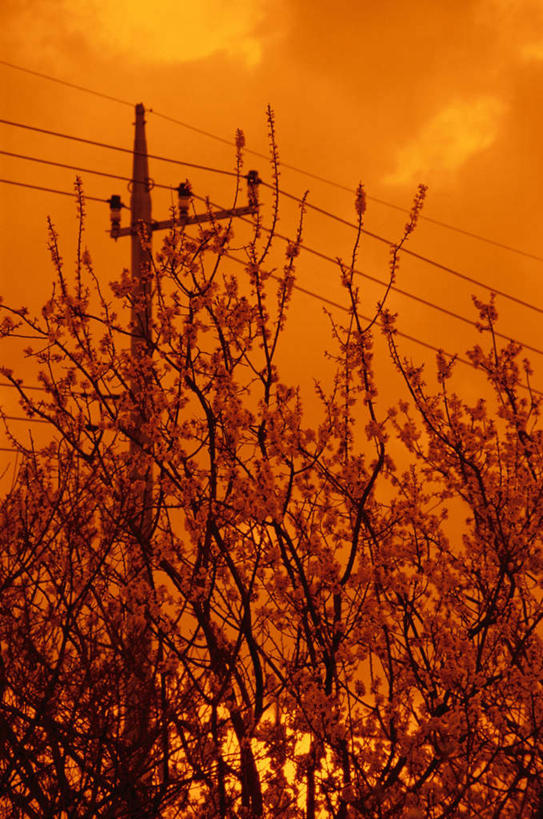 无人,竖图,室外,特写,白天,仰视,日落,植物,盛开,电力,电线,电线杆,线,晚霞,霞光,云,云朵,落日,枝条,电能,线路,花蕾,云彩,花,花瓣,花朵,鲜花,树,树木,树枝,红色,绿色,天空,自然,黄昏,天,花苞,花蕊,彩霞,生长,成长,电,电源,能量,夕照,虬枝,枝杈,夕阳,彩图,低角度拍摄,斜阳
