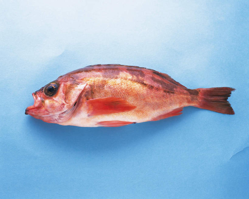 海鲜,无人,横图,俯视,室内,特写,白天,桌面,一条,阴影,蓝色背景,光线,影子,水产,海洋生物,红色,阳光,张嘴,摄影,影棚,岩鱼,水生动物,海产品,水生物,张大嘴巴,海底动物,张开嘴,彩图,高角度拍摄,全身,影棚拍摄,拍摄