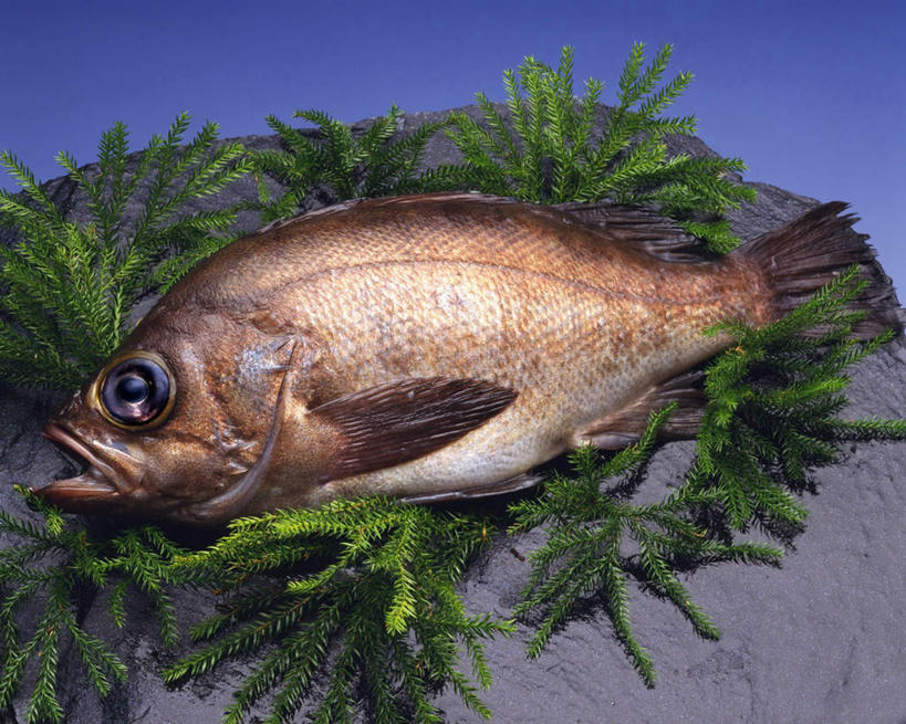 海鲜,无人,横图,俯视,室内,特写,白天,礁石,石头,桌面,叶子,一条,阴影,蓝色背景,反射,鱼,石子,影子,绿叶,水产,鱼类,海洋生物,嫩叶,摄影,影棚,岩鱼,水生动物,海产品,水生物,海底动物,叶,叶片,礁,石块,岩石,彩图,高角度拍摄,全身,影棚拍摄,拍摄