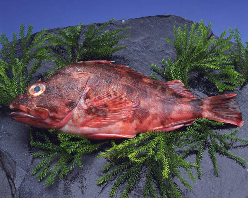 海鲜,无人,横图,俯视,室内,特写,白天,礁石,石头,桌面,叶子,一条,阴影,蓝色背景,反射,鱼,石子,影子,绿叶,水产,鱼类,海洋生物,红色,嫩叶,摄影,影棚,岩鱼,斑纹,水生动物,海产品,水生物,海底动物,叶,叶片,礁,石块,岩石,彩图,高角度拍摄,全身,影棚拍摄,拍摄