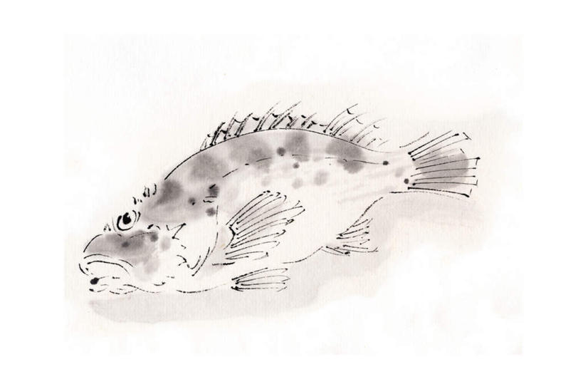 海鲜,无人,横图,俯视,插画,室内,白天,白色背景,数码,科技,一条,阴影,网络,高光,几何,计算机图形,合成,图画,注视,水产,海洋生物,画,观察,看,观看,岩鱼,电脑合成图,数码合成图,察看,关注,水生动物,海产品,水生物,漫画,海底动物,写实,具体,具象,彩图,高角度拍摄,全身