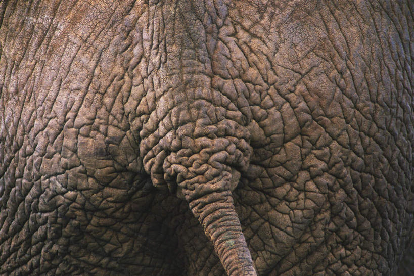 皱纹,无人,站,横图,室外,特写,白天,哺乳动物,大象,野生动物,一头,阴影,粗糙,褶皱,光线,纹路,尾巴,纹理,线条,影子,背面,阳光,动物,站着,毛糙,象,站立,半身,彩图