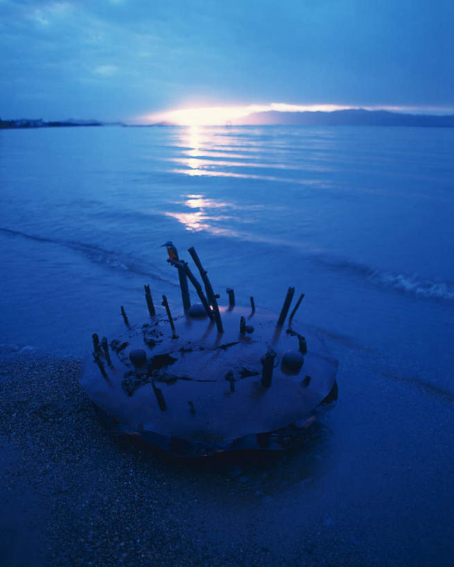 无人,竖图,室外,白天,正面,日出,海浪,海洋,沙滩,太阳,鸟,阴影,朦胧,模糊,光线,鸟类,沙子,影子,海岸,浪花,树桩,朝霞,晨曦,黎明,沙地,停留,树枝,一只,阳光,海水,海景,大海,风浪,海,海水的波动,海滩,近岸浪,涌浪,朝阳,彩图,全身,破晓