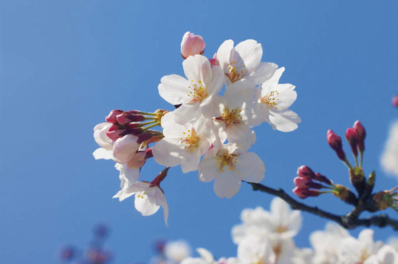 无人,横图,室外,白天,仰视,旅游,度假,幸福,纯洁,美景,植物,樱花,阴影,盛开,光线,影子,景观,花蕾,娱乐,花,花瓣,花朵,鲜花,树,树木,粉色,蓝色,绿色,蓝天,天空,阳光,自然,天,花苞,花蕊,享受,休闲,景色,放松,生长,成长,等待,生命,自然风光,仙樱花,福岛樱,青肤樱,高尚,热烈,荆桃,彩图,低角度拍摄