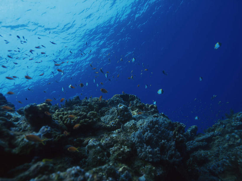 游泳,海鲜,无人,横图,室外,白天,仰视,海底,水下,许多,鱼,珊瑚,水底,注视,珊瑚礁,水产,鱼类,海洋生物,观察,看,海底世界,观看,察看,关注,水生动物,海产品,水生物,海底动物,海底礁,泅水,拍浮,海床,礁,岩石,彩图,低角度拍摄,全身