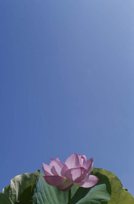 无人,竖图,室外,特写,白天,仰视,旅游,度假,纯洁,美景,莲花,叶子,日本,亚洲,盛开,景观,绿叶,花蕾,娱乐,花,花瓣,花朵,鲜花,蓝色,蓝天,天空,自然,天,花苞,花蕊,享受,休闲,嫩叶,景色,放松,晴朗,富贵,神圣,自然风光,东亚,纯净,本州,万里无云,本州岛,日本国,中部地方,山梨,山梨县,六月花神,正直,荷花,六月春,藕花,水芙蓉,叶,叶片,晴空,晴空万里,彩图,低角度拍摄