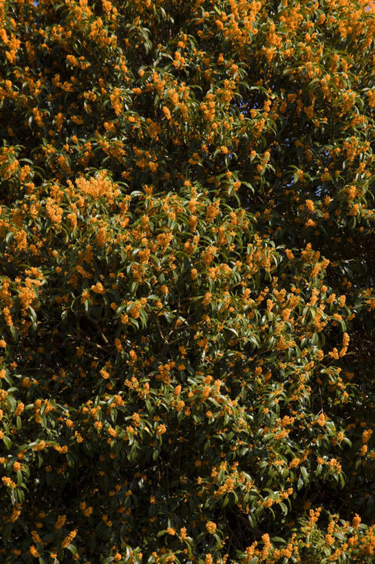 无人,竖图,俯视,室外,白天,旅游,度假,花海,花圃,美景,植物,桂花,叶子,盛开,景观,云,云朵,花蕾,云彩,娱乐,花,花瓣,花朵,花卉,鲜花,树,树木,蓝色,绿色,白云,蓝天,天空,自然,花丛,花束,花田,天,花苞,花蕊,享受,休闲,景色,放松,生长,晴朗,成长,草本,自然风光,香叶,丹桂,桂花树,木樨,木犀,晴空,彩图,高角度拍摄