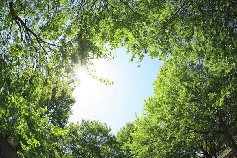 无人,横图,室外,白天,仰视,旅游,度假,美景,树林,太阳,植物,叶子,东京,日本,亚洲,阴影,光线,影子,景观,云,云朵,云彩,娱乐,树,树木,蓝色,绿色,白云,蓝天,天空,阳光,自然,天,享受,休闲,嫩叶,景色,放松,生长,晴朗,成长,自然风光,东亚,本州,关东地方,本州岛,日本国,东京都,叶,叶片,晴空,彩图,低角度拍摄
