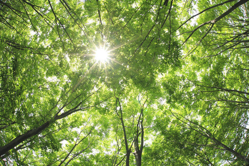 无人,横图,室外,白天,仰视,旅游,度假,美景,森林,树林,植物,叶子,东京,日本,亚洲,阴影,光线,影子,景观,云,云朵,绿叶,云彩,娱乐,树,树木,蓝色,绿色,白云,蓝天,天空,阳光,自然,天,享受,休闲,嫩叶,景色,放松,生长,晴朗,成长,自然风光,东亚,本州,关东地方,本州岛,日本国,东京都,叶,叶片,晴空,彩图,低角度拍摄