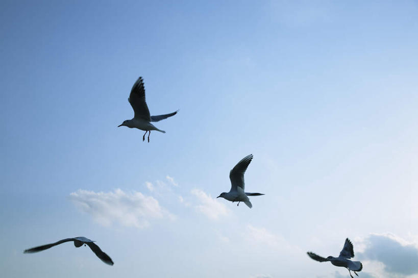 无人,横图,室外,白天,仰视,旅游,度假,美景,海鸟,海鸥,鸟,四只,一排,飞翔,整齐,飞行,鸟类,景观,云,云朵,翱翔,云彩,娱乐,飞,排列,蓝色,白云,蓝天,天空,自然,天,享受,休闲,景色,放松,晴朗,队列,自然风光,晴空,彩图,低角度拍摄