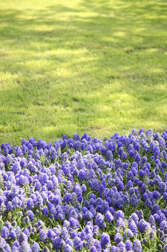无人,竖图,俯视,室外,白天,旅游,度假,草地,草坪,花海,花圃,美景,植物,紫罗兰,叶子,东京,日本,亚洲,许多,盛开,景观,花蕾,娱乐,草,花,花瓣,花朵,花卉,鲜花,绿色,紫色,自然,花丛,花束,花田,花苞,花蕊,享受,休闲,景色,放松,自然风光,东亚,本州,关东地方,本州岛,日本国,东京都,草紫罗兰,草桂花,彩图,高角度拍摄