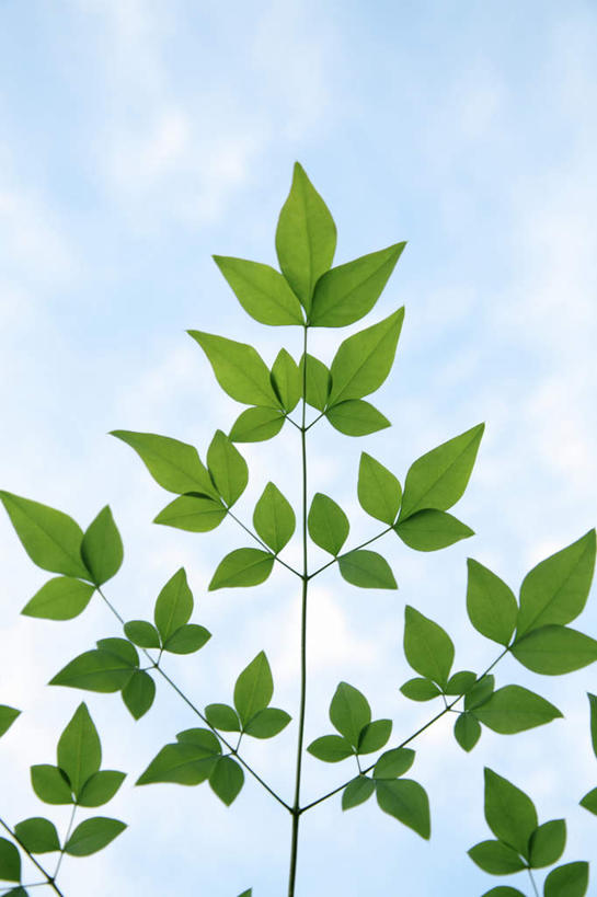 无人,竖图,室外,特写,白天,仰视,旅游,度假,美景,叶子,东京,日本,亚洲,阴影,朦胧,模糊,光线,影子,景观,云,云朵,绿叶,云彩,娱乐,蓝色,白云,蓝天,天空,阳光,自然,天,享受,休闲,嫩叶,景色,放松,晴朗,自然风光,东亚,本州,关东地方,本州岛,日本国,东京都,叶,叶片,晴空,彩图,低角度拍摄