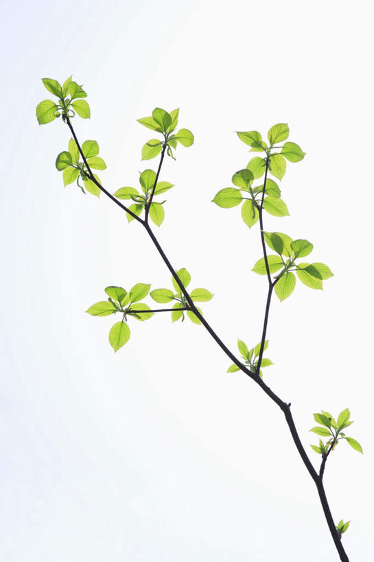 无人,竖图,室内,特写,白天,白色背景,正面,旅游,度假,美景,叶子,一根,许多,阴影,光线,影子,景观,绿叶,娱乐,树枝,阳光,自然,享受,休闲,嫩叶,景色,放松,摄影,影棚,自然风光,叶,叶片,彩图,影棚拍摄,拍摄