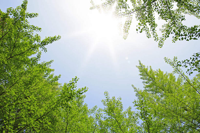 无人,横图,室外,白天,仰视,旅游,度假,美景,植物,叶子,阴影,光线,影子,景观,云,云朵,云彩,娱乐,树,树木,蓝色,绿色,白云,蓝天,天空,阳光,自然,天,享受,休闲,嫩叶,景色,放松,生长,晴朗,成长,自然风光,叶,叶片,晴空,彩图,低角度拍摄