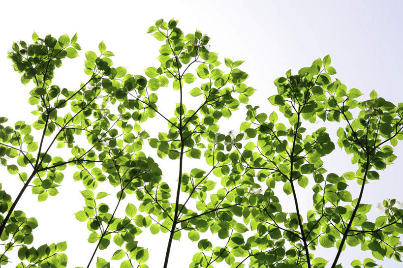 无人,横图,室外,白天,仰视,旅游,度假,美景,叶子,景观,云,云朵,绿叶,云彩,娱乐,蓝色,白云,蓝天,天空,自然,天,享受,休闲,嫩叶,景色,放松,晴朗,自然风光,山茱萸,山萸肉,山芋肉,蜀酸枣,天木籽,药枣,萸肉,枣皮,叶,叶片,晴空,彩图,低角度拍摄