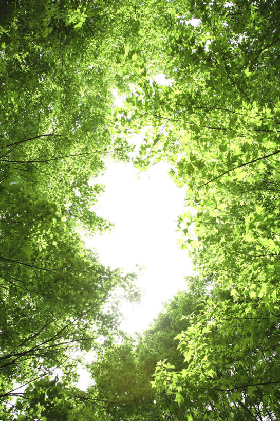 无人,竖图,室外,白天,仰视,旅游,度假,美景,植物,叶子,阴影,光线,影子,景观,娱乐,树,树木,绿色,阳光,自然,享受,休闲,嫩叶,景色,放松,生长,成长,自然风光,叶,叶片,彩图,低角度拍摄