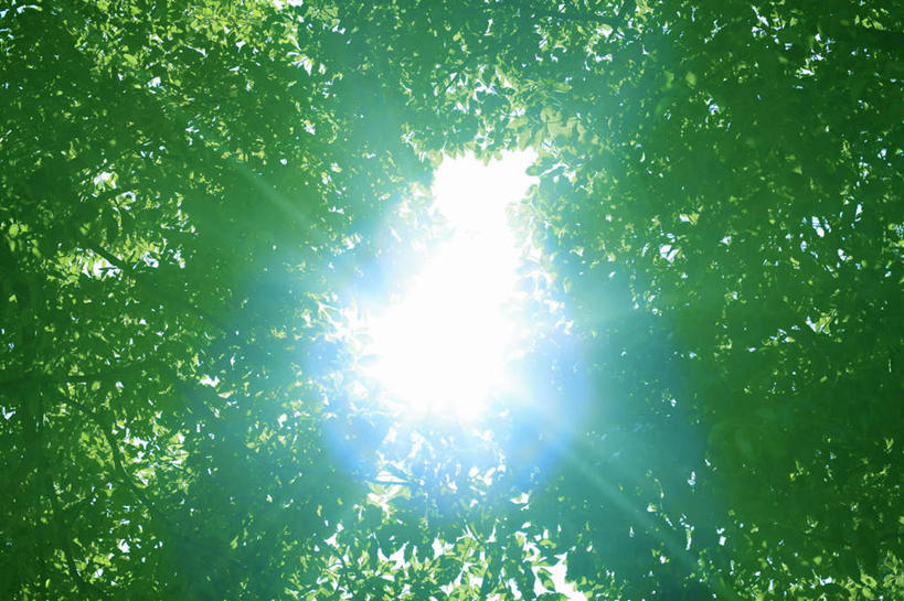 无人,横图,室外,白天,仰视,旅游,度假,美景,植物,叶子,阴影,朦胧,模糊,光线,影子,景观,娱乐,树,树木,绿色,阳光,自然,享受,休闲,嫩叶,景色,放松,生长,成长,自然风光,叶,叶片,彩图,低角度拍摄