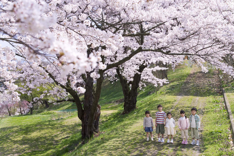 东方人,儿童,伙伴,朋友,站,笑,微笑,横图,俯视,室外,白天,友谊,纯洁,草地,草坪,植物,樱花,亚洲,两棵,五个人,一排,阴影,服装,朦胧,模糊,整齐,盛开,光线,影子,许多人,花蕾,注视,休闲装,黄种人,草,花,花瓣,花朵,鲜花,树,树木,排列,小孩,衣服,绿色,白色,阳光,自然,花苞,花蕊,观察,看,站着,一群人,休闲,休闲服,可爱,童年,童趣,服饰,生长,成长,观看,察看,队列,关注,童真,烂漫,无邪,仙樱花,福岛樱,青肤樱,天真,友情,男孩,男人,男性,女孩,女人,女性,亚洲人,荆桃,站立,彩图,高角度拍摄,全身,男生,女生