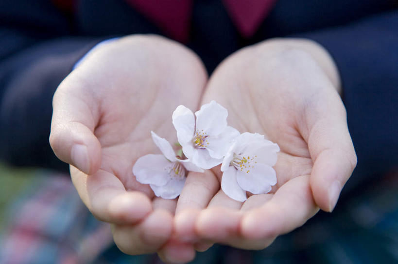 东方人,儿童,手,一个人,坐,捧,横图,俯视,室外,特写,白天,纯洁,樱花,亚洲,双手,仅一个女性,仅一个人,三朵,服装,朦胧,模糊,盛开,花蕾,休闲装,黄种人,花,花瓣,花朵,鲜花,小孩,衣服,白色,花苞,花蕊,仅一个小孩,休闲,手部,休闲服,可爱,童年,童趣,服饰,童真,烂漫,无邪,仙樱花,福岛樱,青肤樱,天真,女孩,女人,女性,亚洲人,孩子,荆桃,端,端着,捧着,手捧,坐着,半身,彩图,高角度拍摄,女生