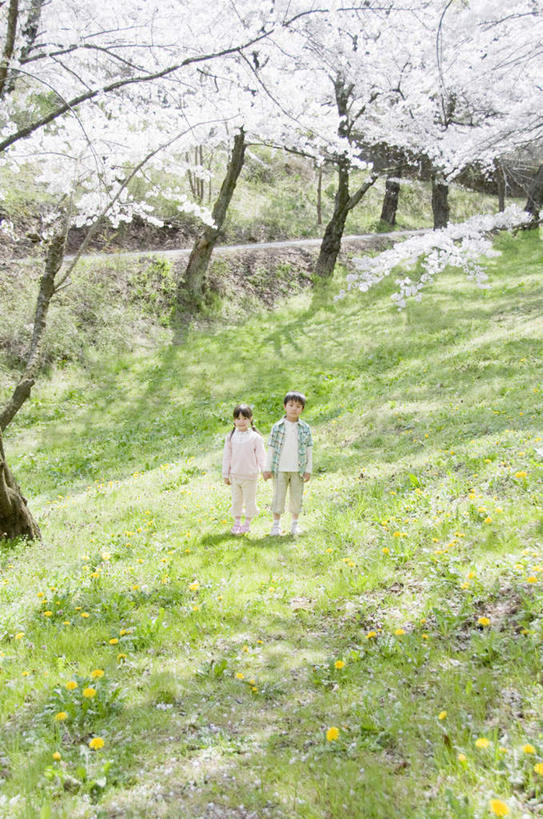 东方人,儿童,两个人,走,竖图,室外,白天,正面,纯洁,草地,草坪,植物,樱花,亚洲,许多,阴影,服装,朦胧,模糊,盛开,光线,影子,花蕾,注视,休闲装,黄种人,草,花,花瓣,花朵,鲜花,树,树木,小孩,衣服,黄色,绿色,白色,阳光,自然,花苞,花蕊,观察,看,休闲,休闲服,可爱,童年,童趣,服饰,生长,成长,观看,察看,关注,童真,烂漫,无邪,仙樱花,福岛樱,青肤樱,天真,男孩,男人,男性,女孩,女人,女性,亚洲人,荆桃,步行,散步,走路,彩图,全身,男生,女生