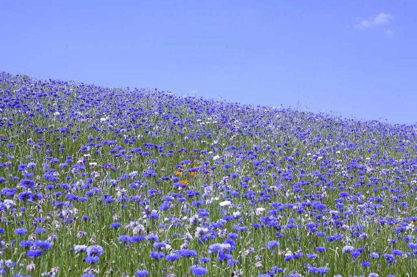 无人,横图,俯视,室外,白天,旅游,度假,花海,花圃,美景,植物,罂粟,叶子,东京,日本,亚洲,许多,盛开,景观,云,云朵,草药,花蕾,云彩,娱乐,中药,花,花瓣,花朵,花卉,鲜花,蓝色,绿色,紫色,白云,蓝天,天空,自然,花丛,花束,花田,天,花苞,花蕊,享受,休闲,景色,放松,晴朗,毒品,自然风光,药材,中草药,东亚,中药材,本草,本州,关东地方,本州岛,日本国,东京都,止痛,镇静,安眠,晴空,罂粟花,彩图,高角度拍摄
