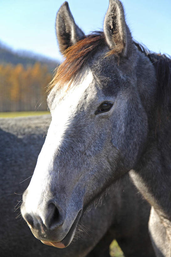 脸,头,脸颊,无人,站,竖图,室外,特写,白天,侧面,旅游,度假,美景,植物,马,野生动物,北海道,日本,亚洲,阴影,朦胧,模糊,光线,影子,景观,注视,娱乐,树,树木,蓝色,绿色,蓝天,天空,阳光,自然,动物,天,观察,看,站着,享受,休闲,景色,放松,运输,牲畜,生长,晴朗,成长,观看,察看,两匹,关注,自然风光,东亚,万里无云,日本国,北海道地方,北海道岛,头部,脸部,脸蛋,面部,晴空,晴空万里,站立,半身,彩图