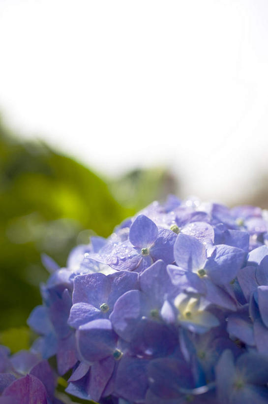 无人,竖图,俯视,室内,特写,白天,白色背景,骄傲,八仙花,许多,朦胧,模糊,盛开,花蕾,花,花瓣,花朵,鲜花,紫色,花苞,花蕊,绣球花,摄影,影棚,紫阳花,洋绣球,草绣球,斗球,七变化,粉团花,善变,彩图,高角度拍摄,影棚拍摄,拍摄