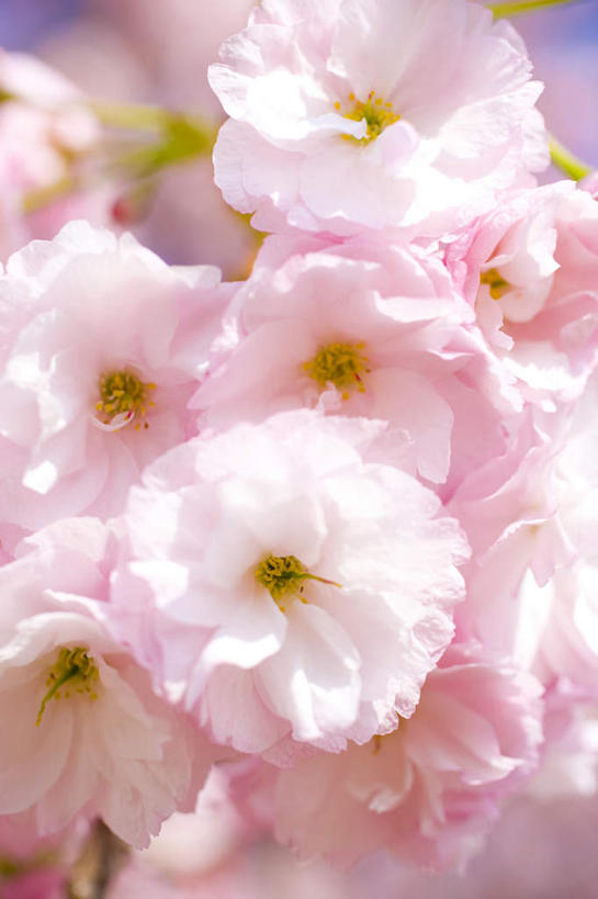 无人,竖图,室外,特写,白天,仰视,美景,樱花,许多,阴影,朦胧,模糊,盛开,光线,影子,景观,花蕾,花,花瓣,花朵,鲜花,粉色,阳光,自然,花苞,花蕊,景色,自然风光,仙樱花,福岛樱,青肤樱,荆桃,彩图,低角度拍摄